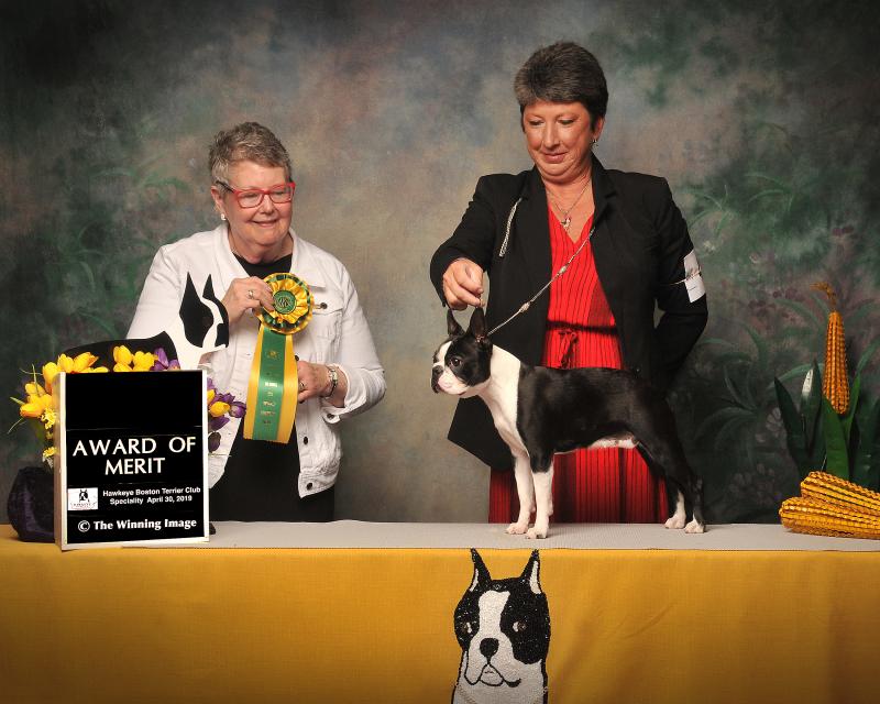 Tuesday Award of Merit 40